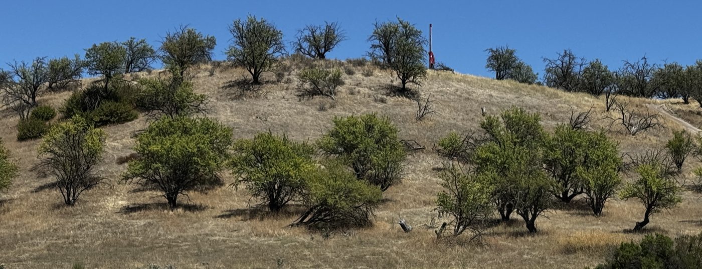 Dry summer grassland and scattered oaks on a hillside in the Adelaida District on the westside of Paso Robles, California